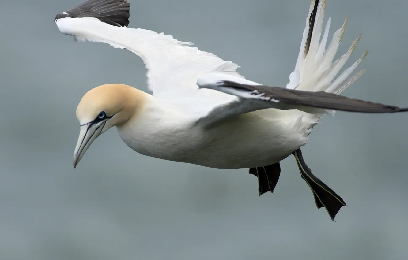 Photo wallpaper flight, bird