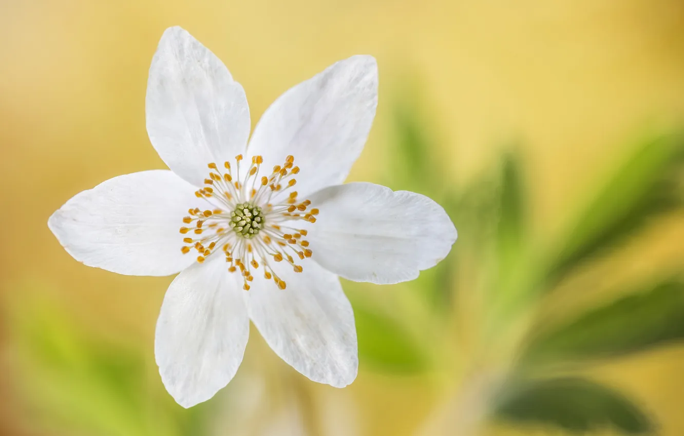 Photo wallpaper macro, nature, petals, Anemone Asherah