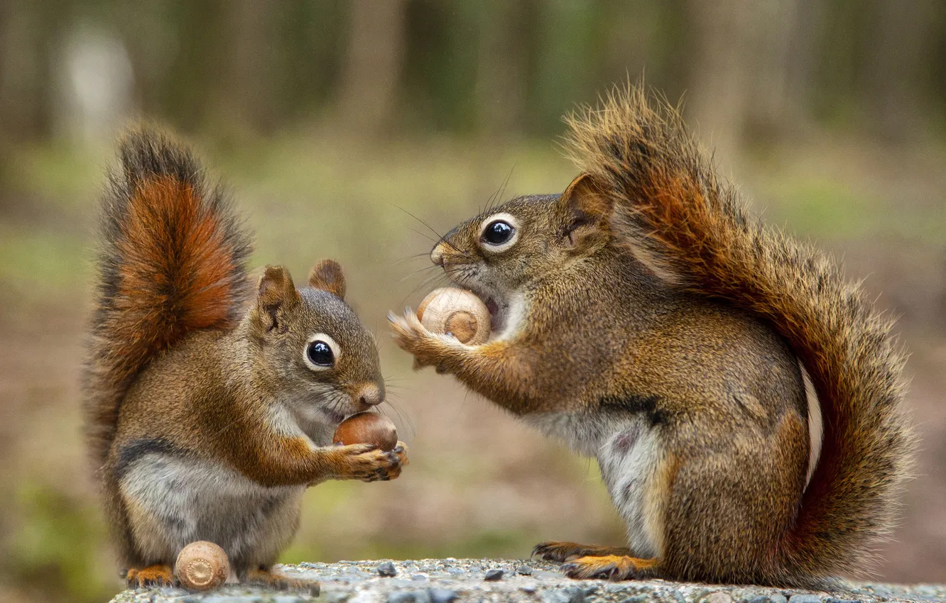 Photo wallpaper nature, protein, nuts, a couple, proteins, meal, two squirrels