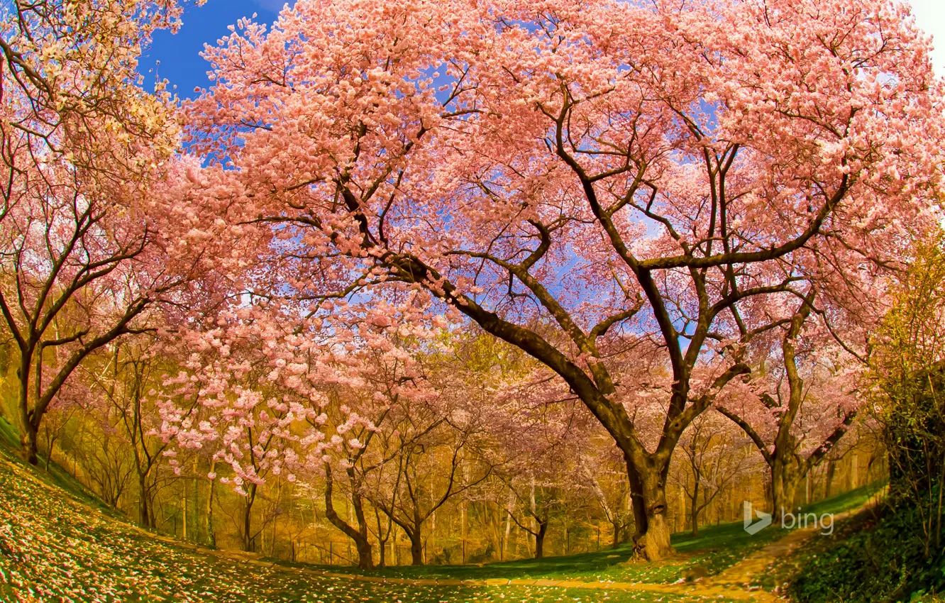 Photo wallpaper cherry, spring, garden, Washington, USA, flowering, DC, Dumbarton Oaks