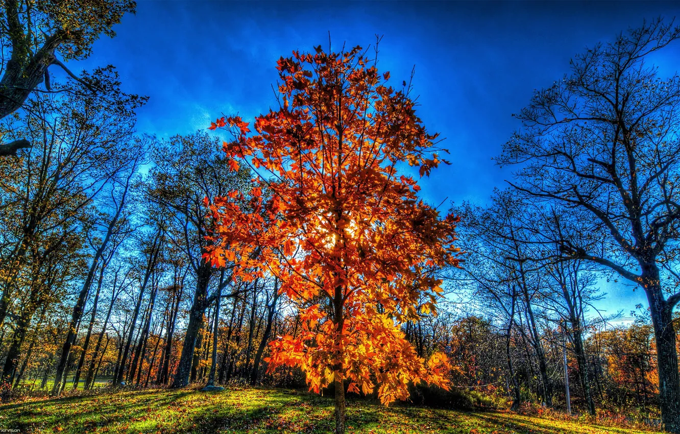 Photo wallpaper autumn, the sky, the sun, trees, HDR, autumn
