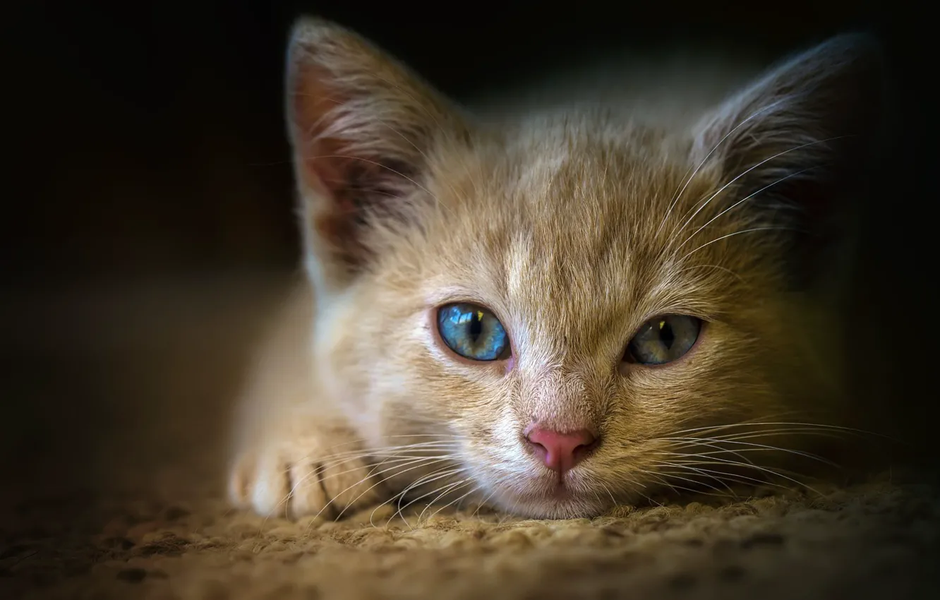 Photo wallpaper cat, eyes, close-up, background, portrait, muzzle, lies, Mat