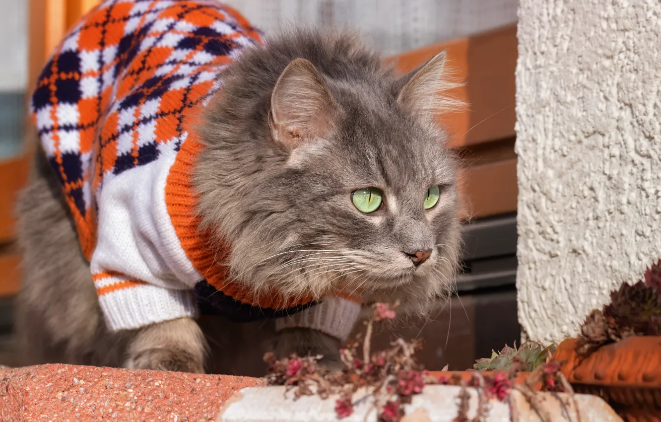 Photo wallpaper cat, cat, clothing