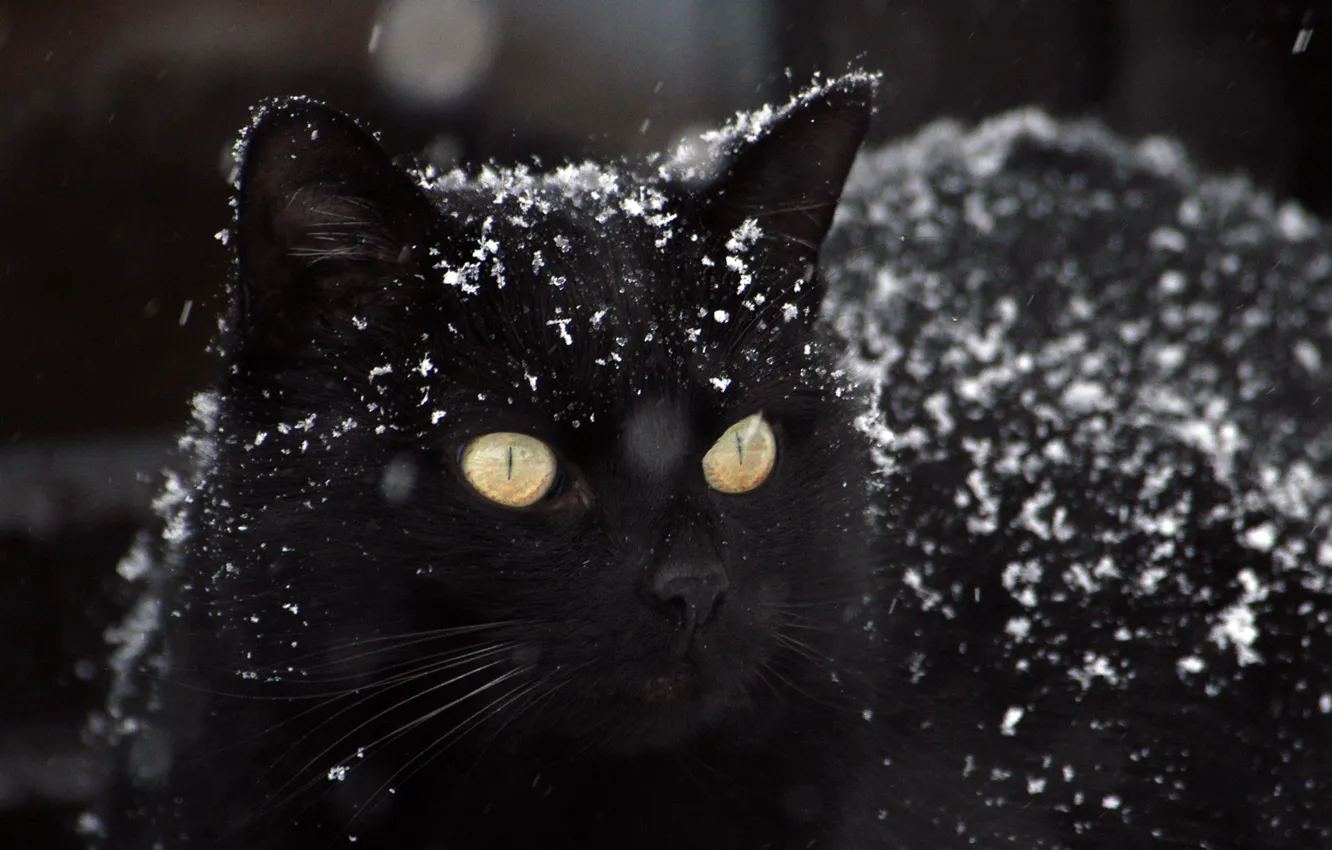 Photo wallpaper winter, black pictures, snow photos, cat Wallpaper