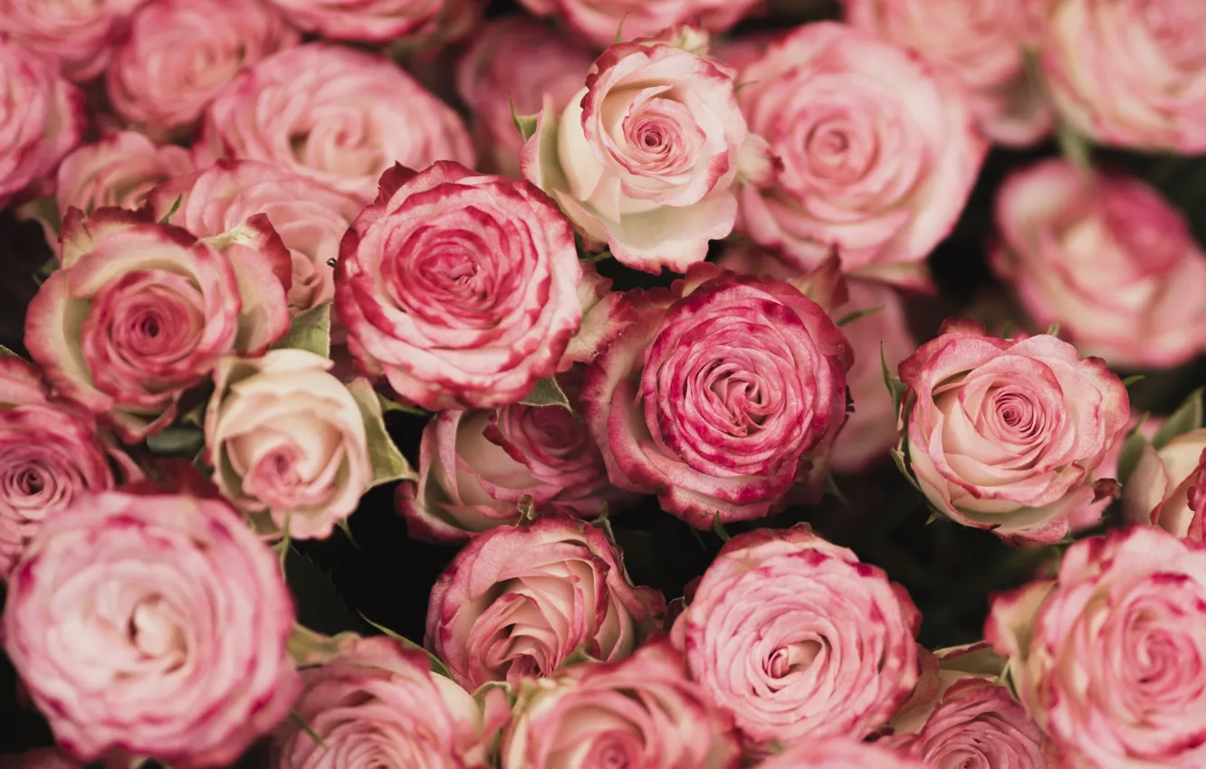 Photo wallpaper roses, Petals, buds, Beautiful, Beautiful