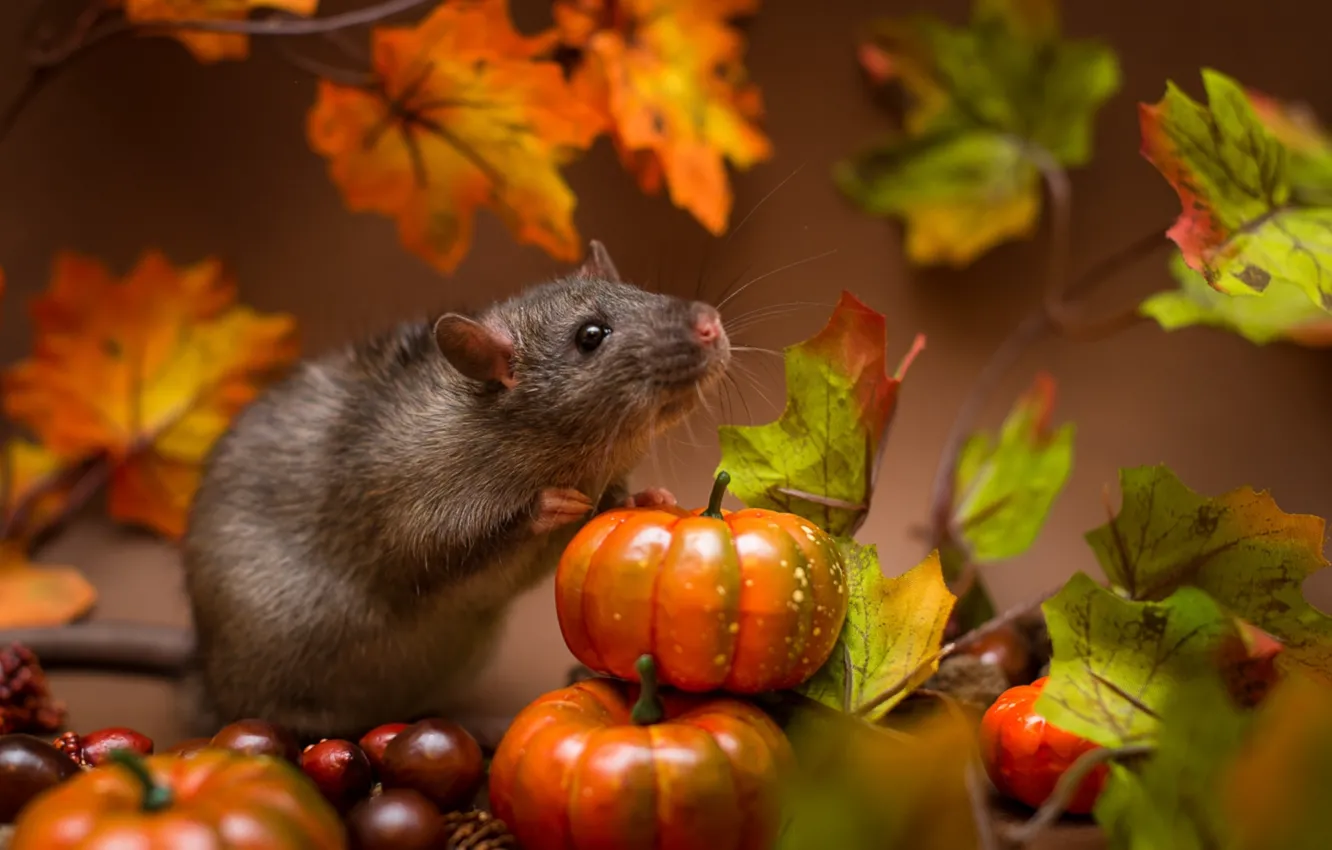 Photo wallpaper pumpkin, animal, rat
