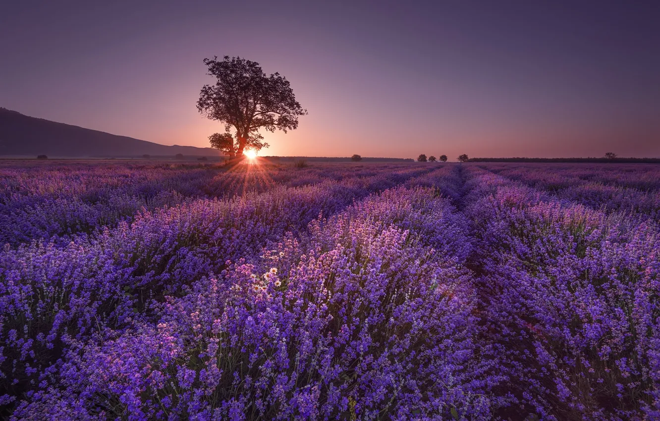 Photo wallpaper Field, Tree, Sunrise, Lavender, Shine