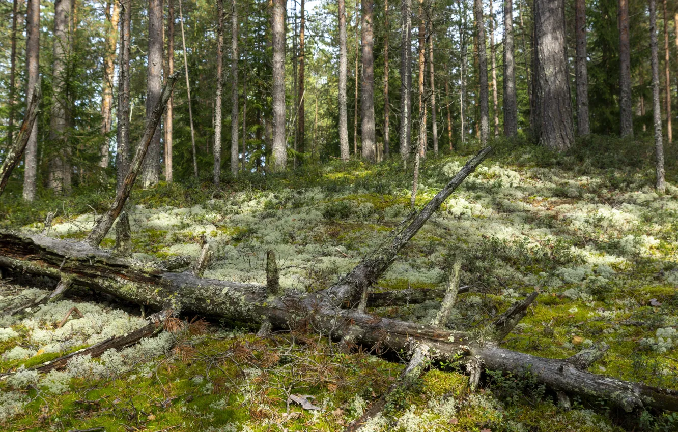 Photo wallpaper forest, tree, moss, pine, summer., fallen