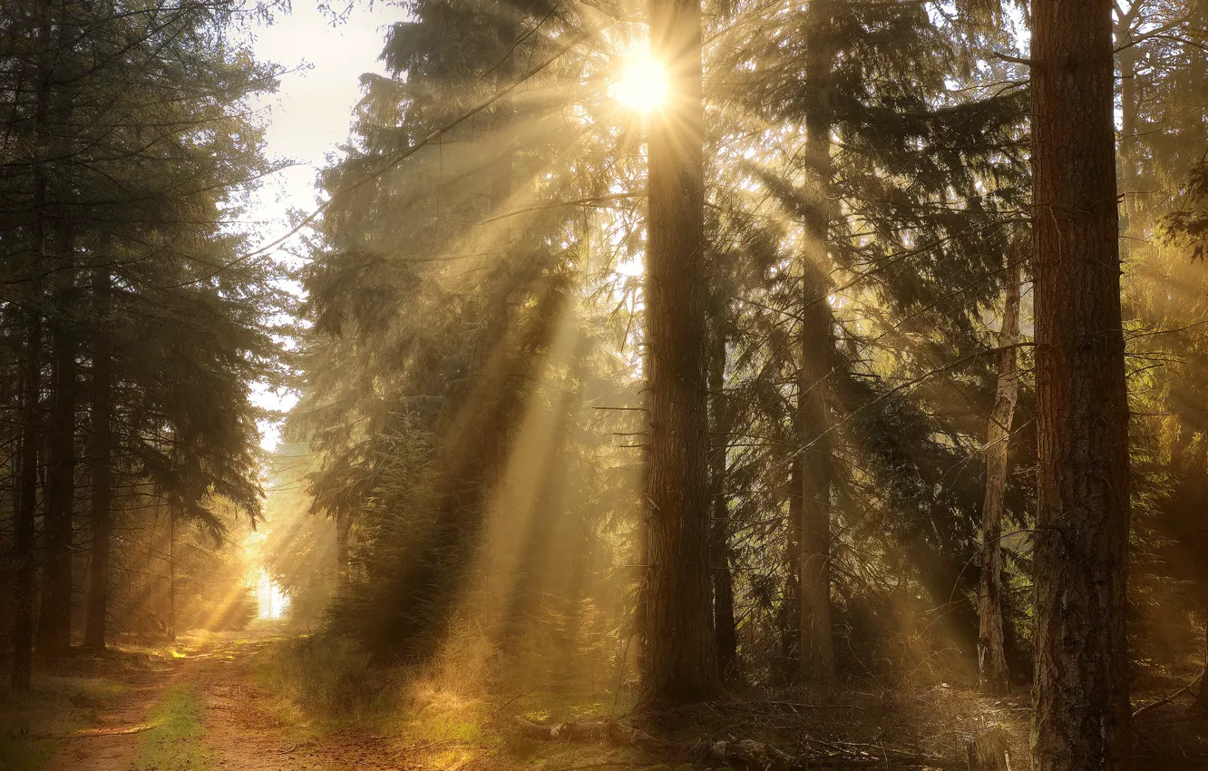 Photo wallpaper forest, the sun, rays, light, branches, fog, morning, pine