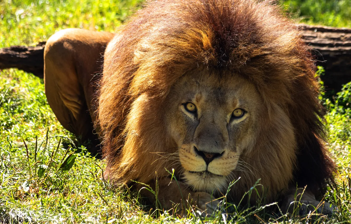 Photo wallpaper grass, look, face, portrait, Leo, mane, lies, log