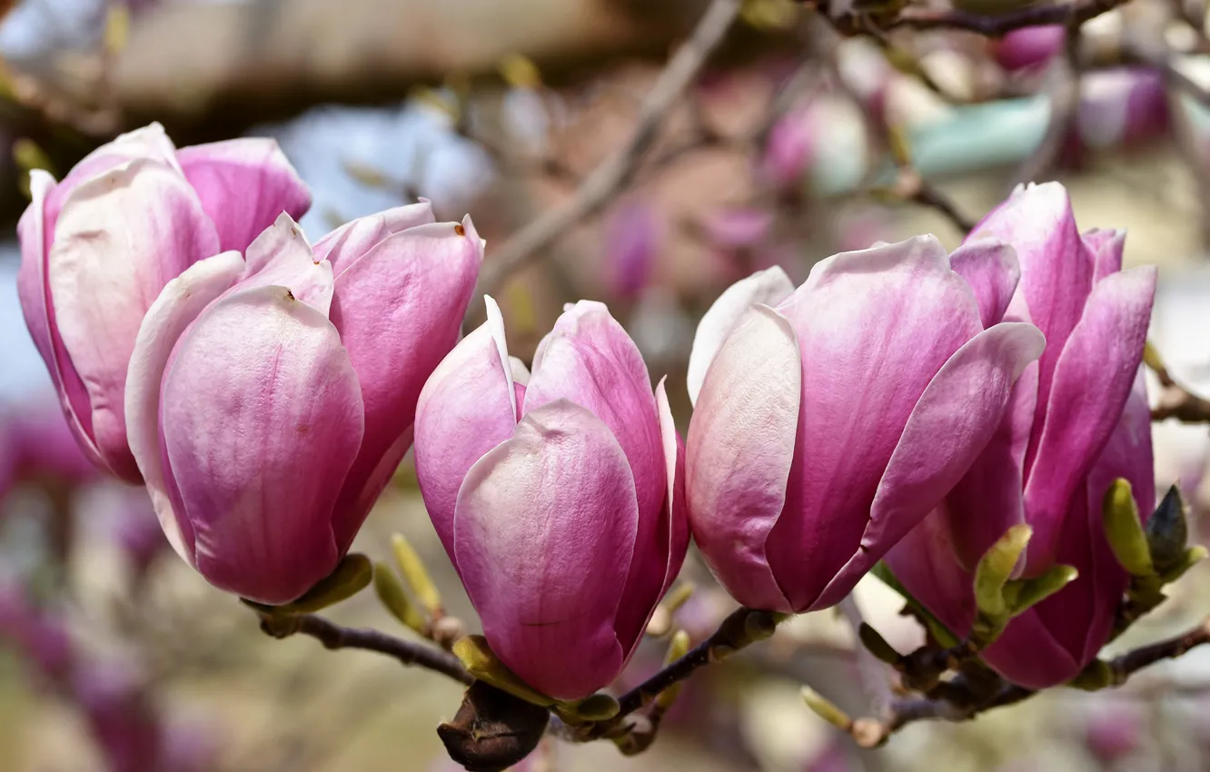 Photo wallpaper branch, flowering, Magnolia