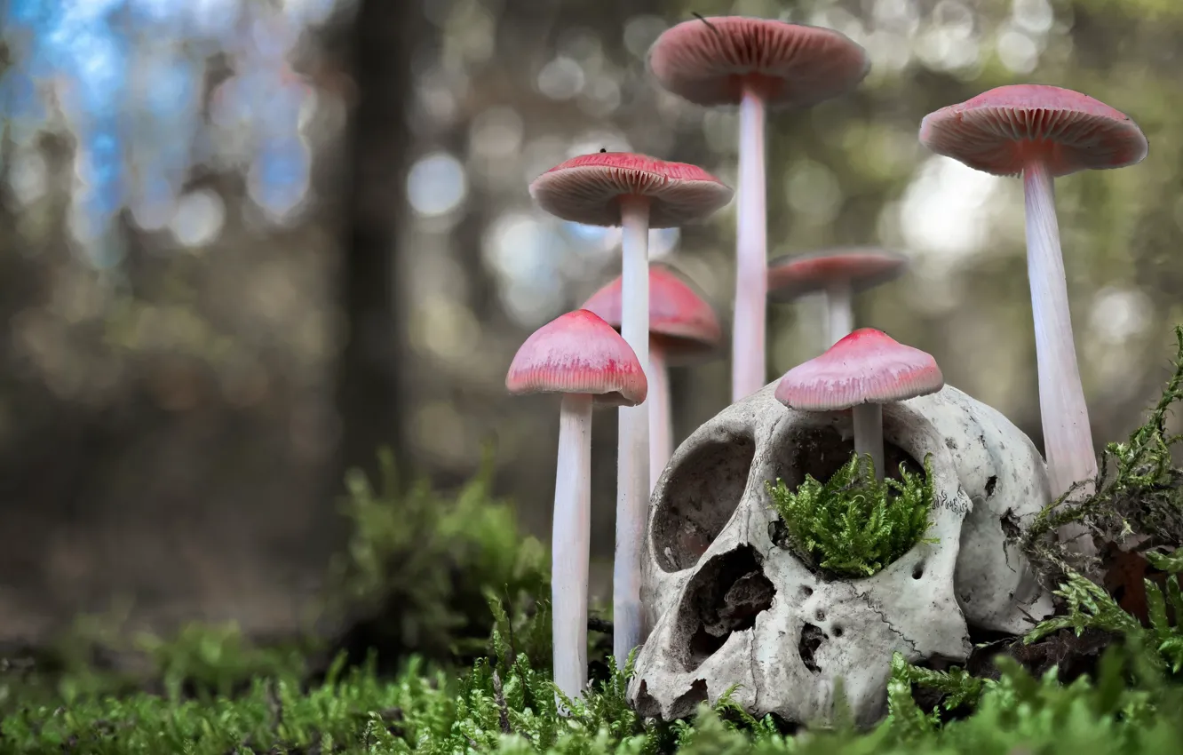 Photo wallpaper mushrooms, skull, moss, bokeh, Mycena net