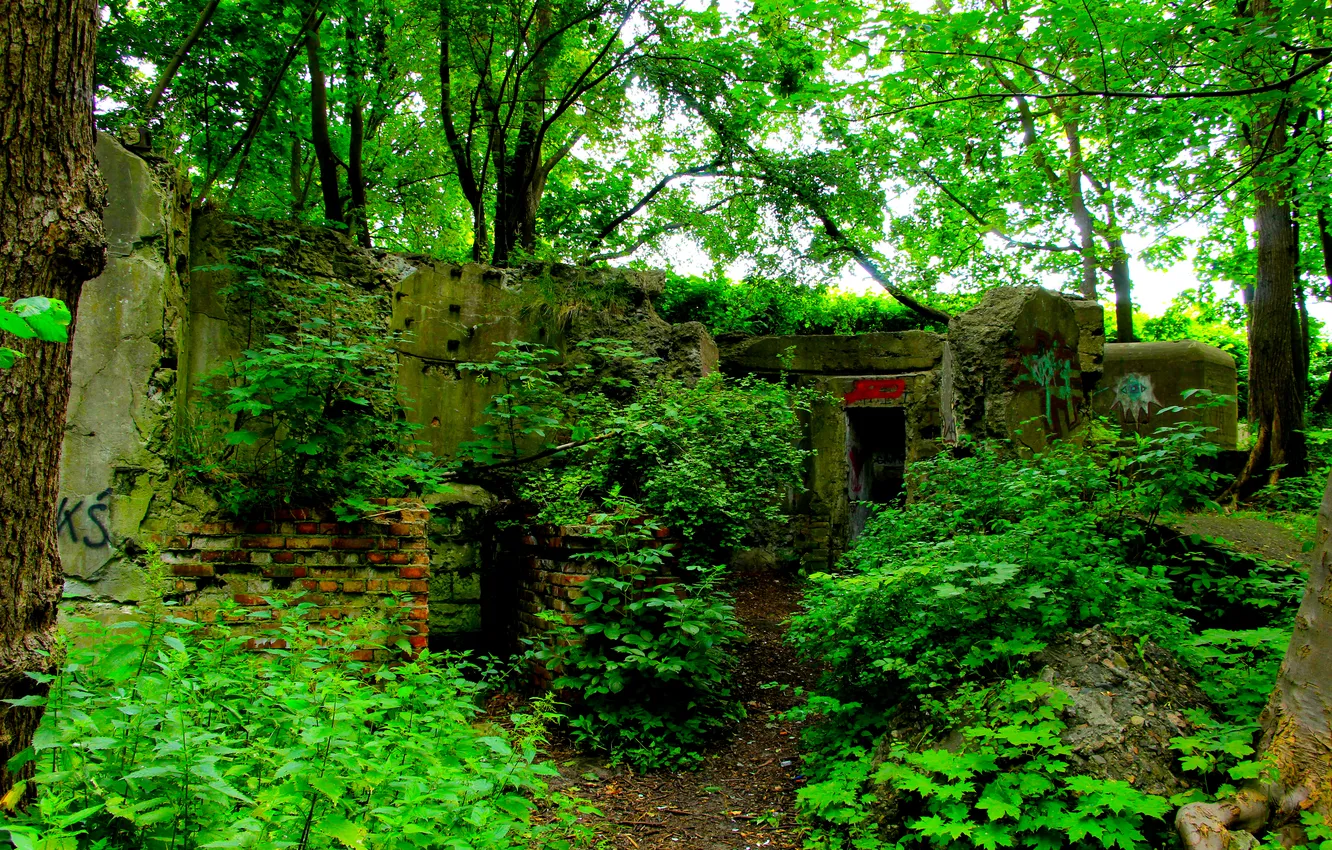 Photo wallpaper forest, park, ruins