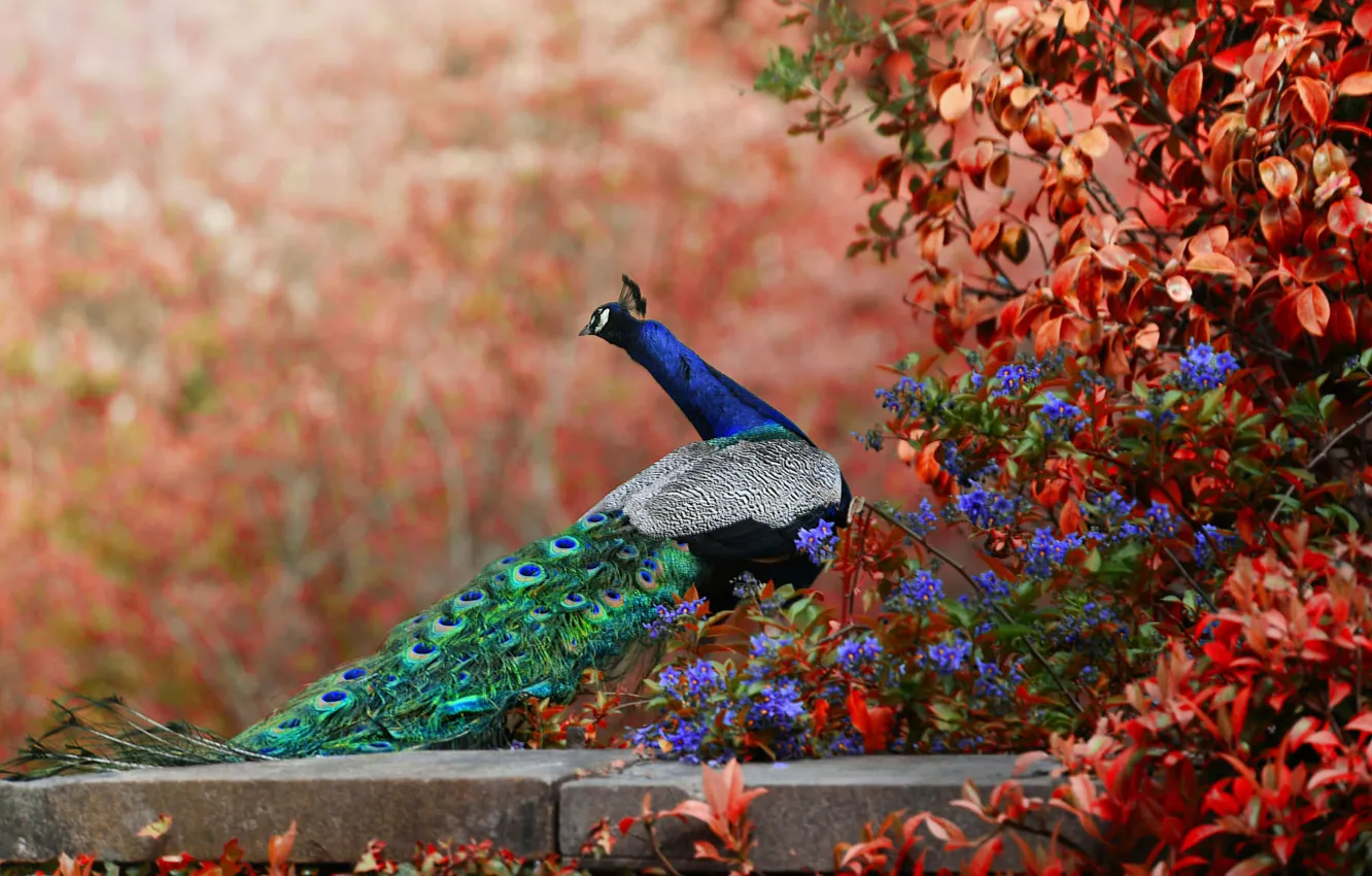 Photo wallpaper flowers, bird, tail, peacock, bokeh