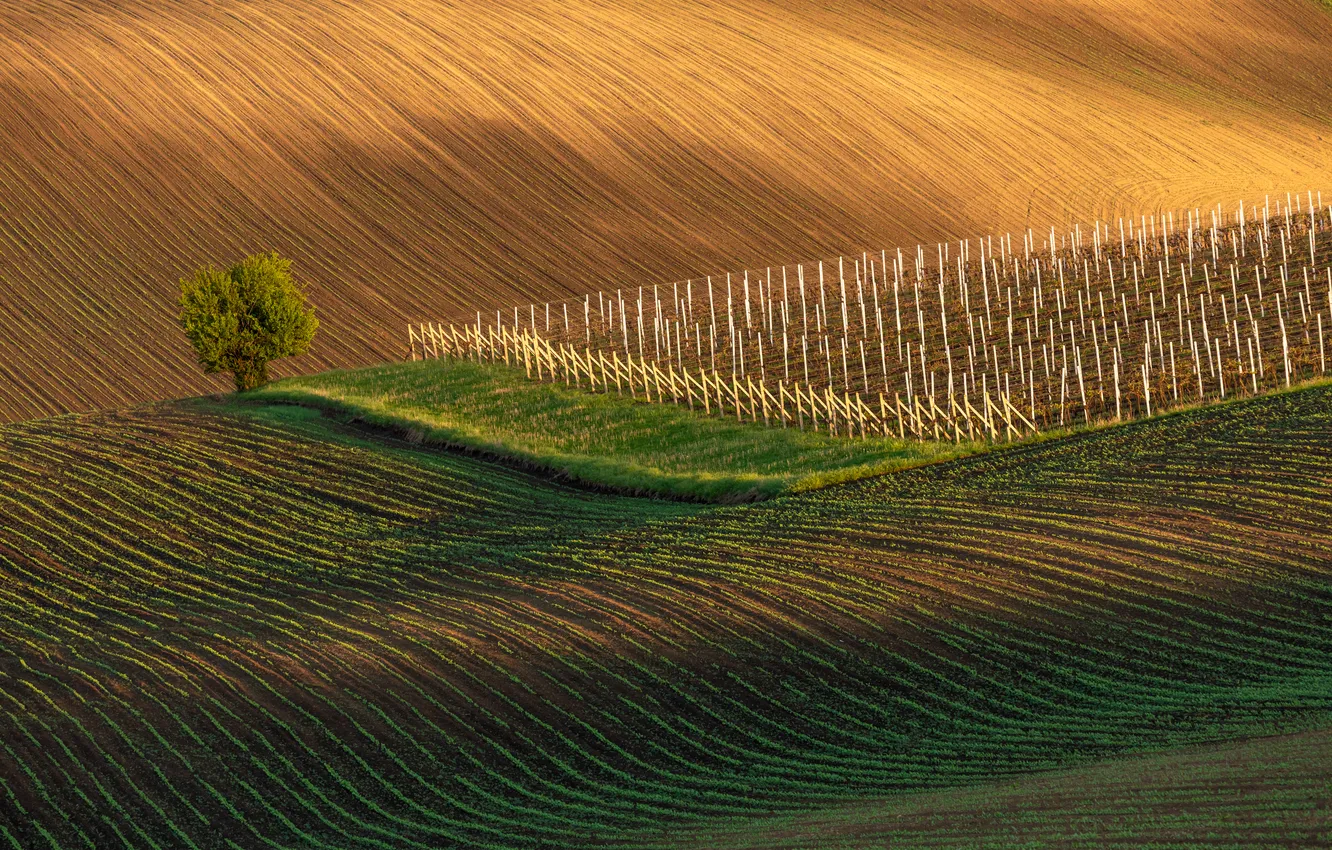 Photo wallpaper green, tree, plantation