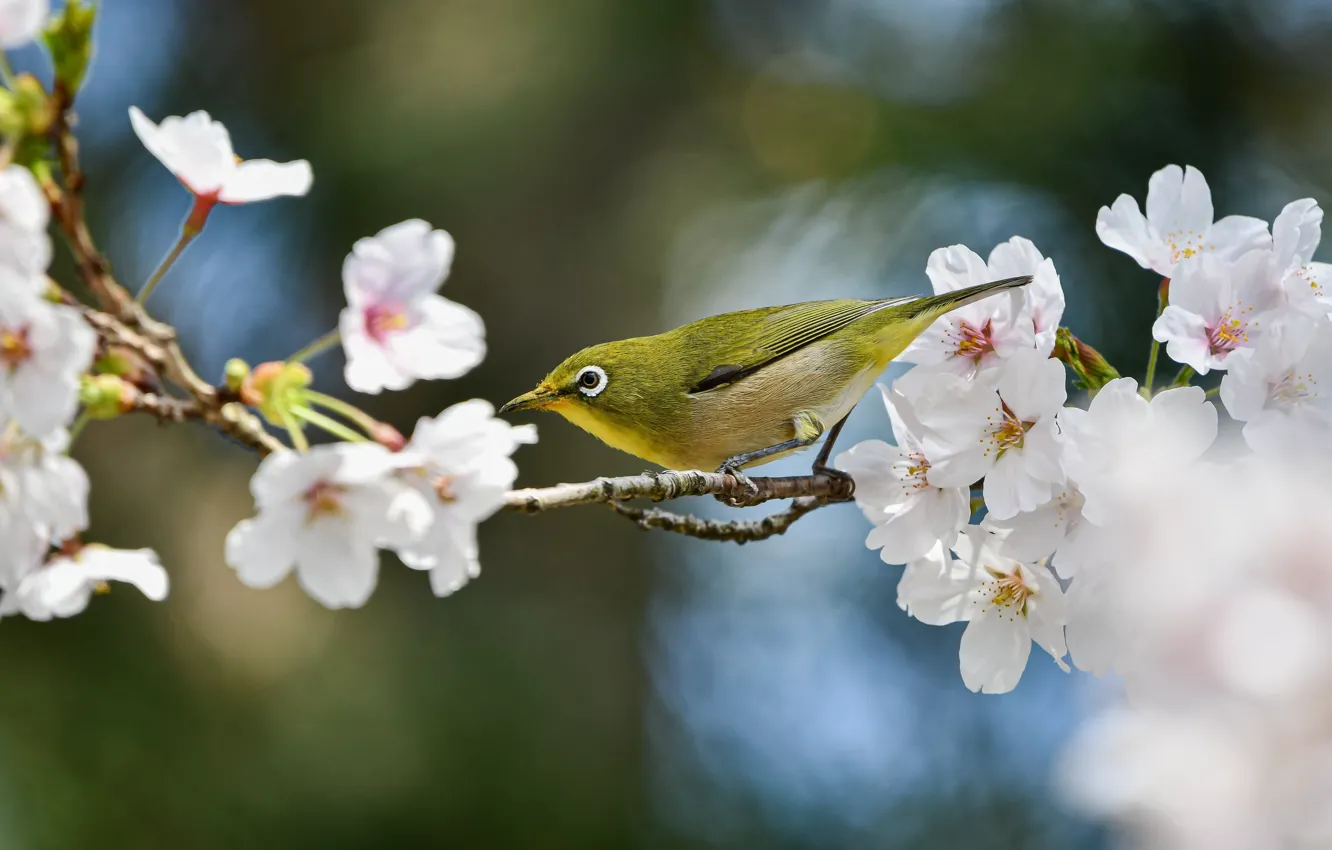 Photo wallpaper nature, cherry, bird, branch, spring, flowering, bokeh, white-eyed