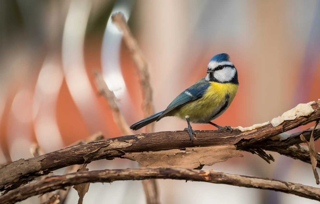 Photo wallpaper branches, bird, bokeh, tit