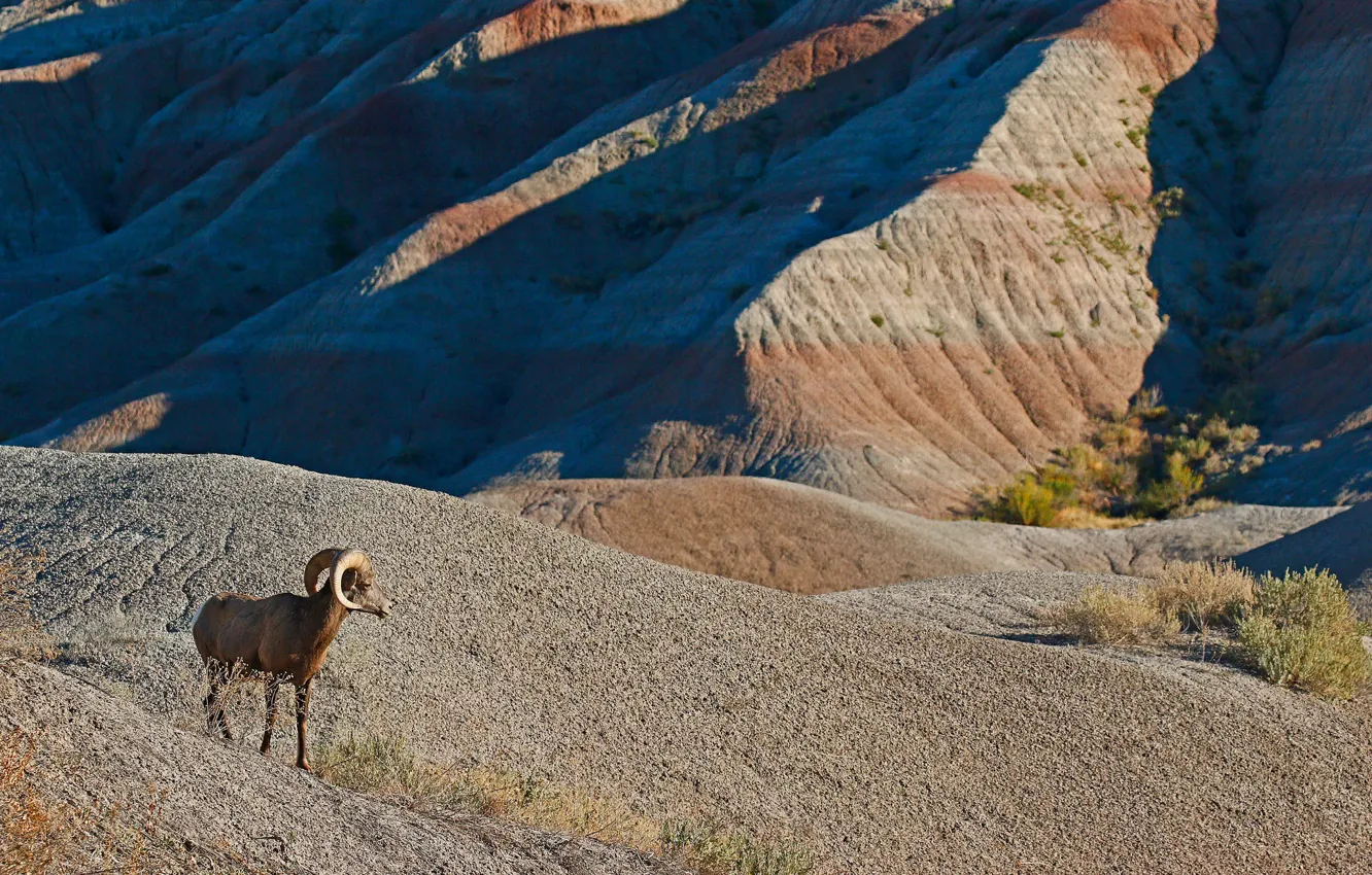 Photo wallpaper mountains, nature, horns, desert bighorn sheep