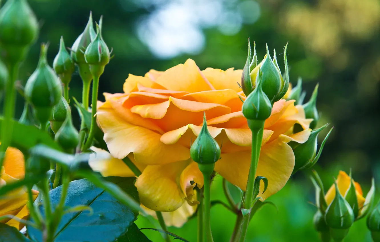 Photo wallpaper orange, roses, buds