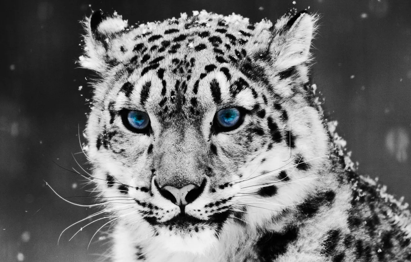 Photo wallpaper snow, Snow Leopard, IRBIS, snow leopard