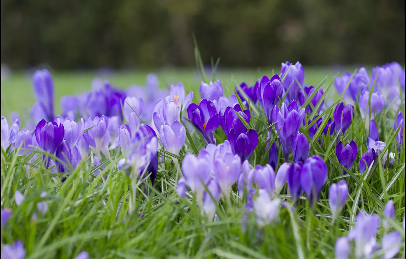 Photo wallpaper purple, grass, flowers, crocuses, lilac