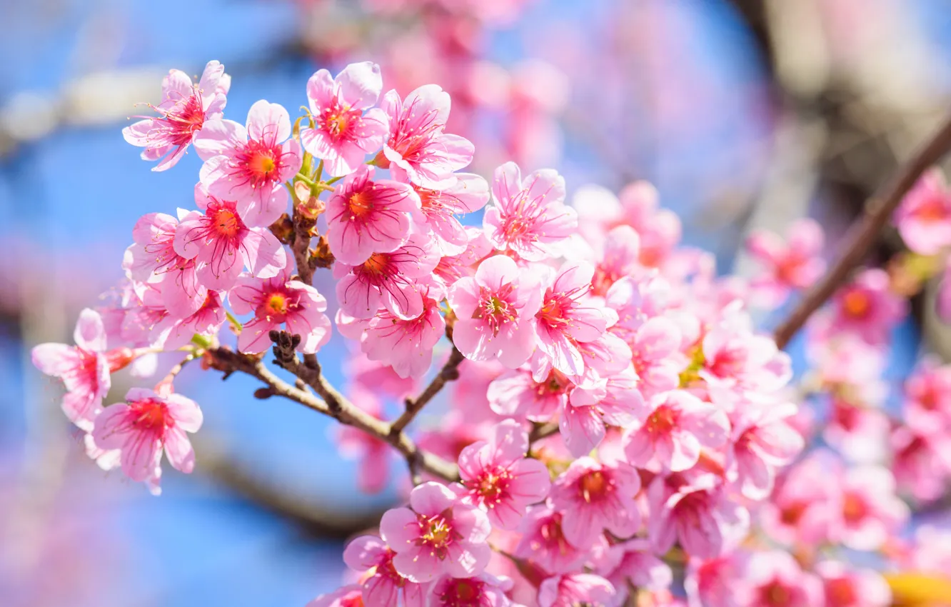 Photo wallpaper branches, spring, Sakura, flowering, pink, blossom, sakura, cherry