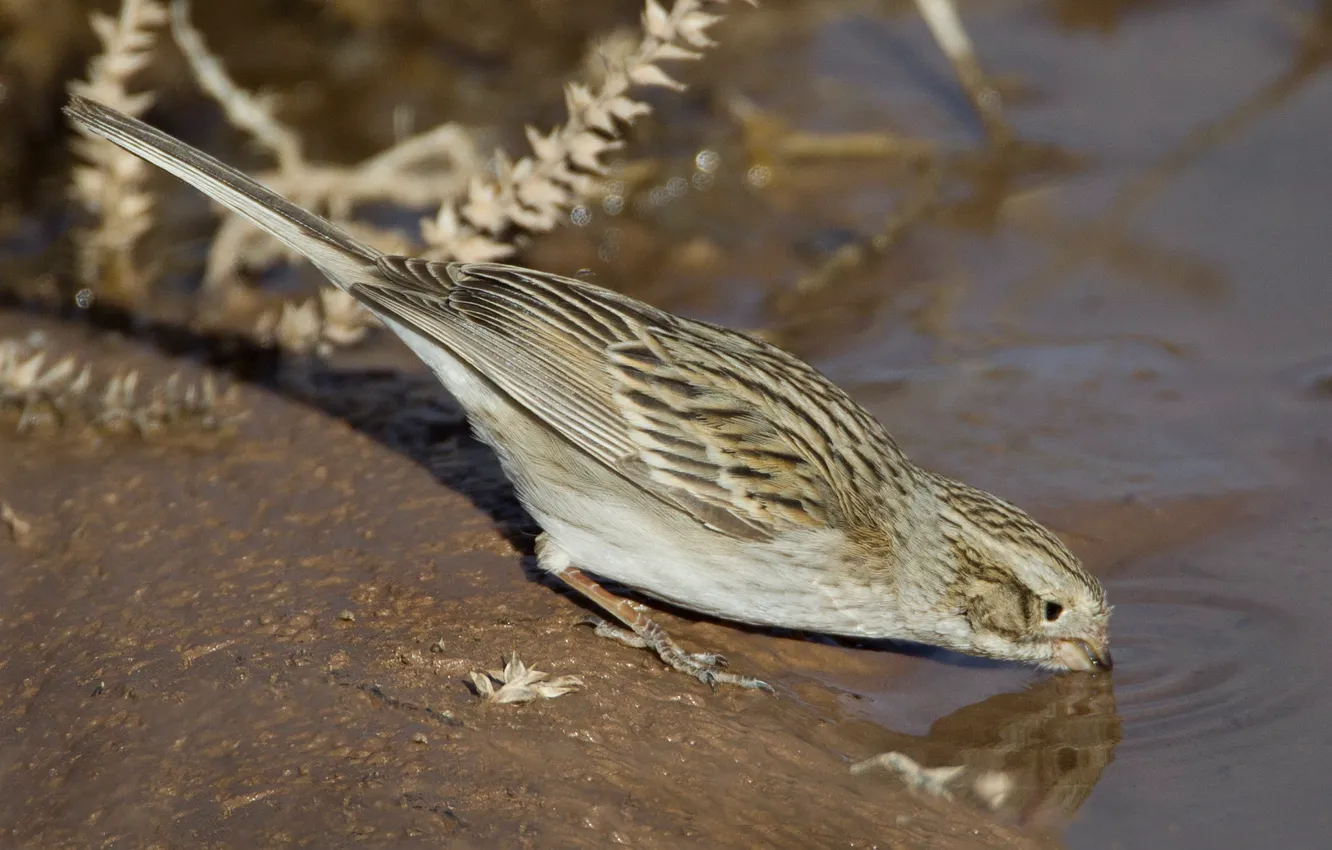 Photo wallpaper water, bird, tail, passerine Bunting