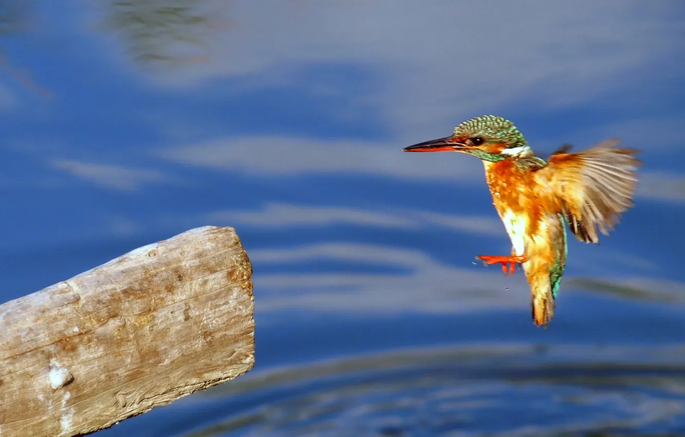 Photo wallpaper water, flight, bird, wings, landing, Kingfisher