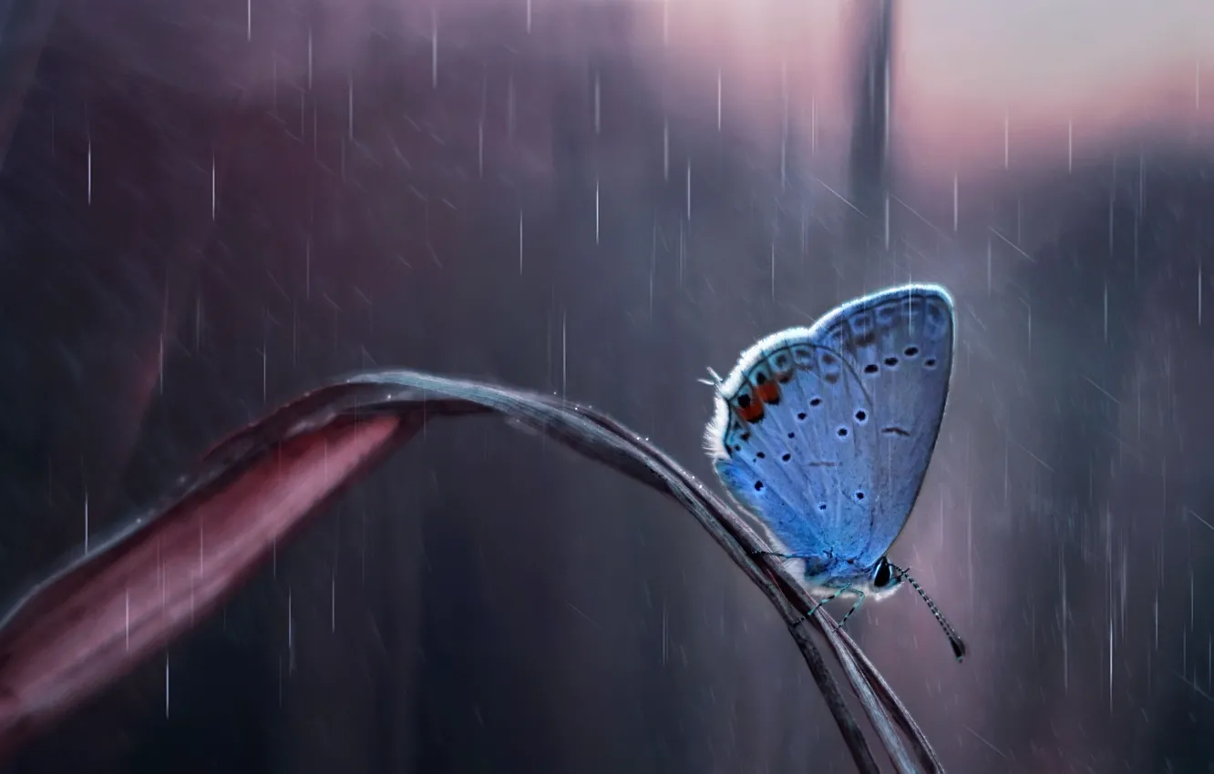 Photo wallpaper drops, nature, rain, Butterfly