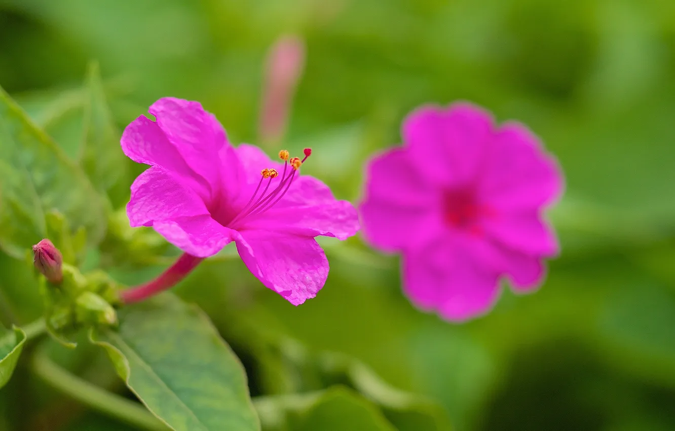 Photo wallpaper leaves, macro, petals, stamens, hibiscus