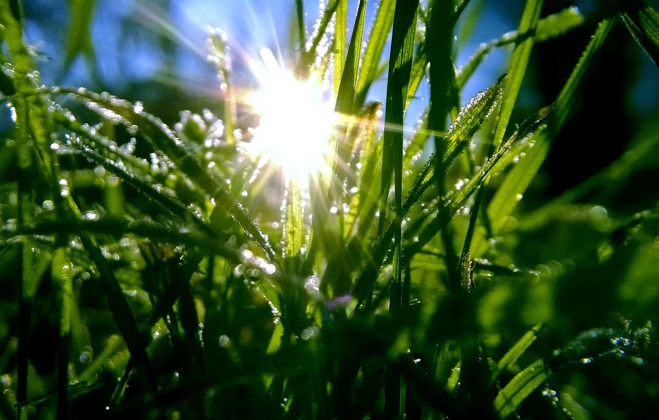 Photo wallpaper grass, the sun, drops, green, grass, dew, frost, hoarfrost