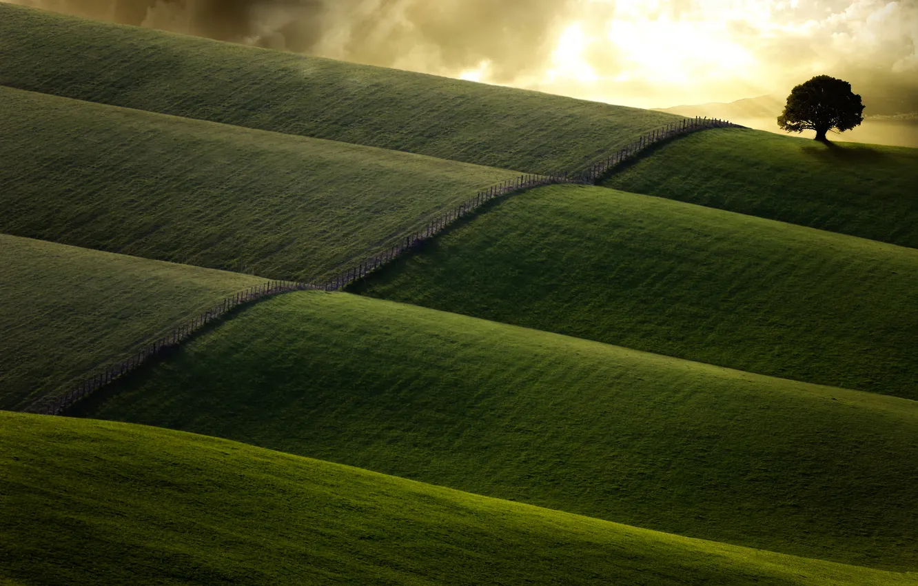 Photo wallpaper field, trees, nature