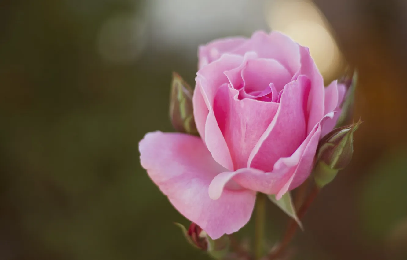 Photo wallpaper rose, petals, Bud, pink
