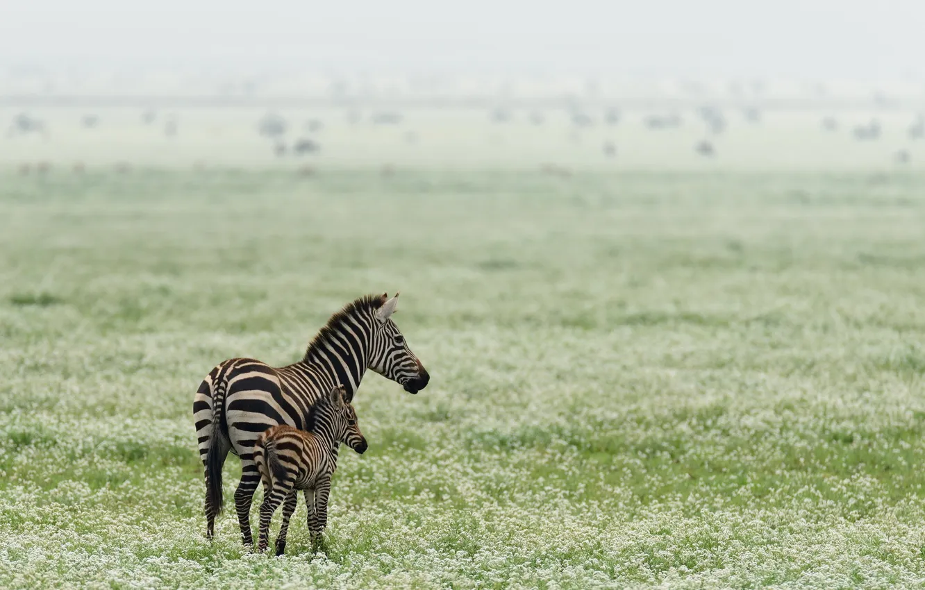 Photo wallpaper nature, background, Zebra