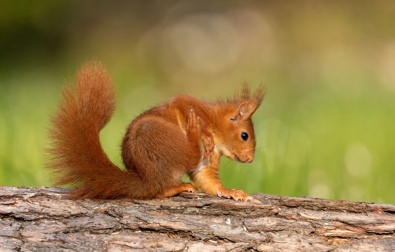 Photo wallpaper look, trees, pose, legs, protein, red, log, bark