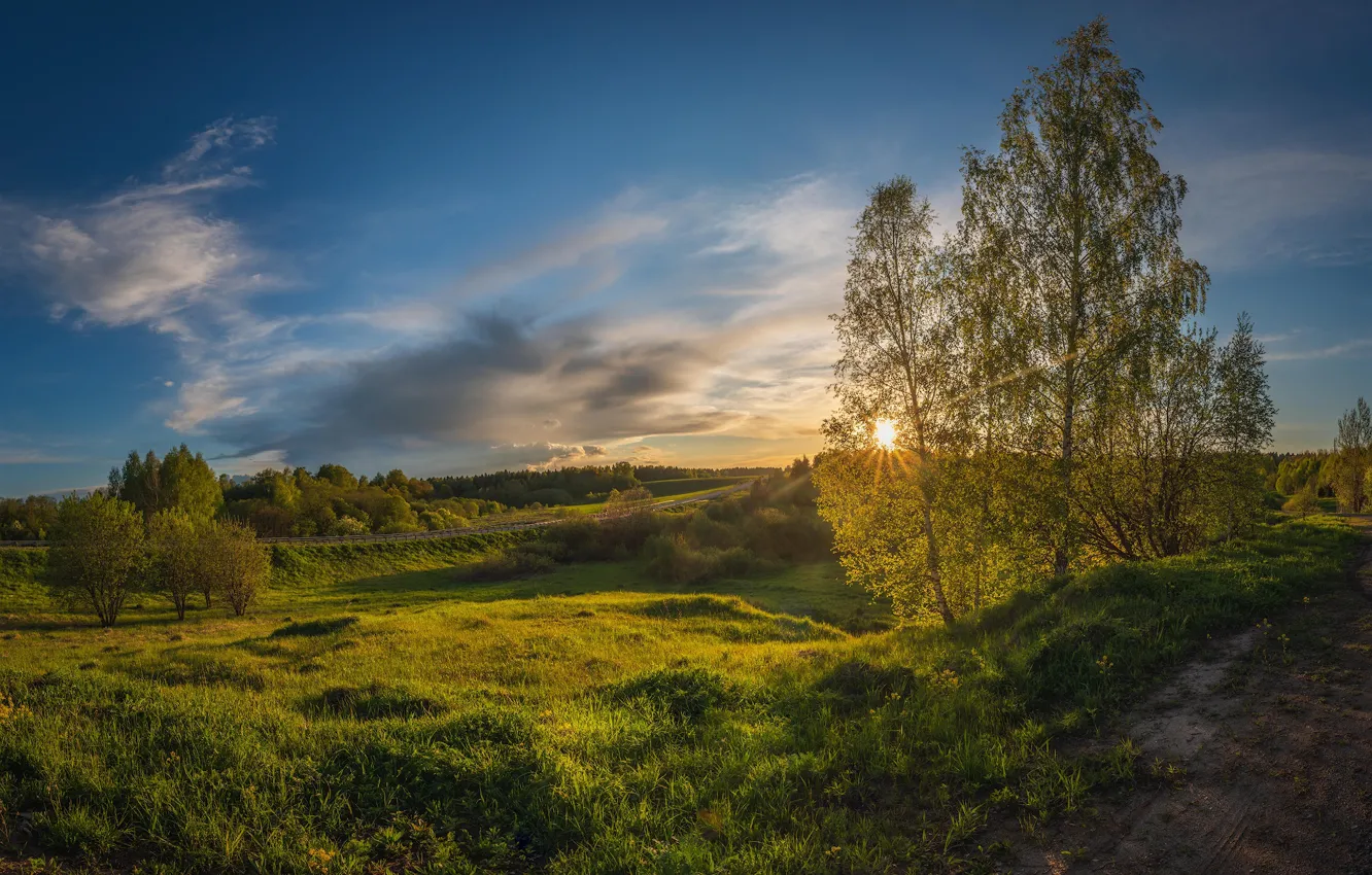 Photo wallpaper road, field, birch