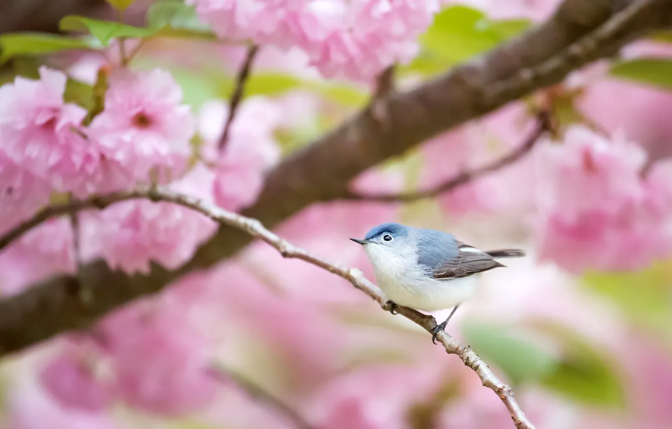 Photo wallpaper trees, branches, bird, flowering, bird, blooming, blue-gray gnatcatcher, polioptila caerulea