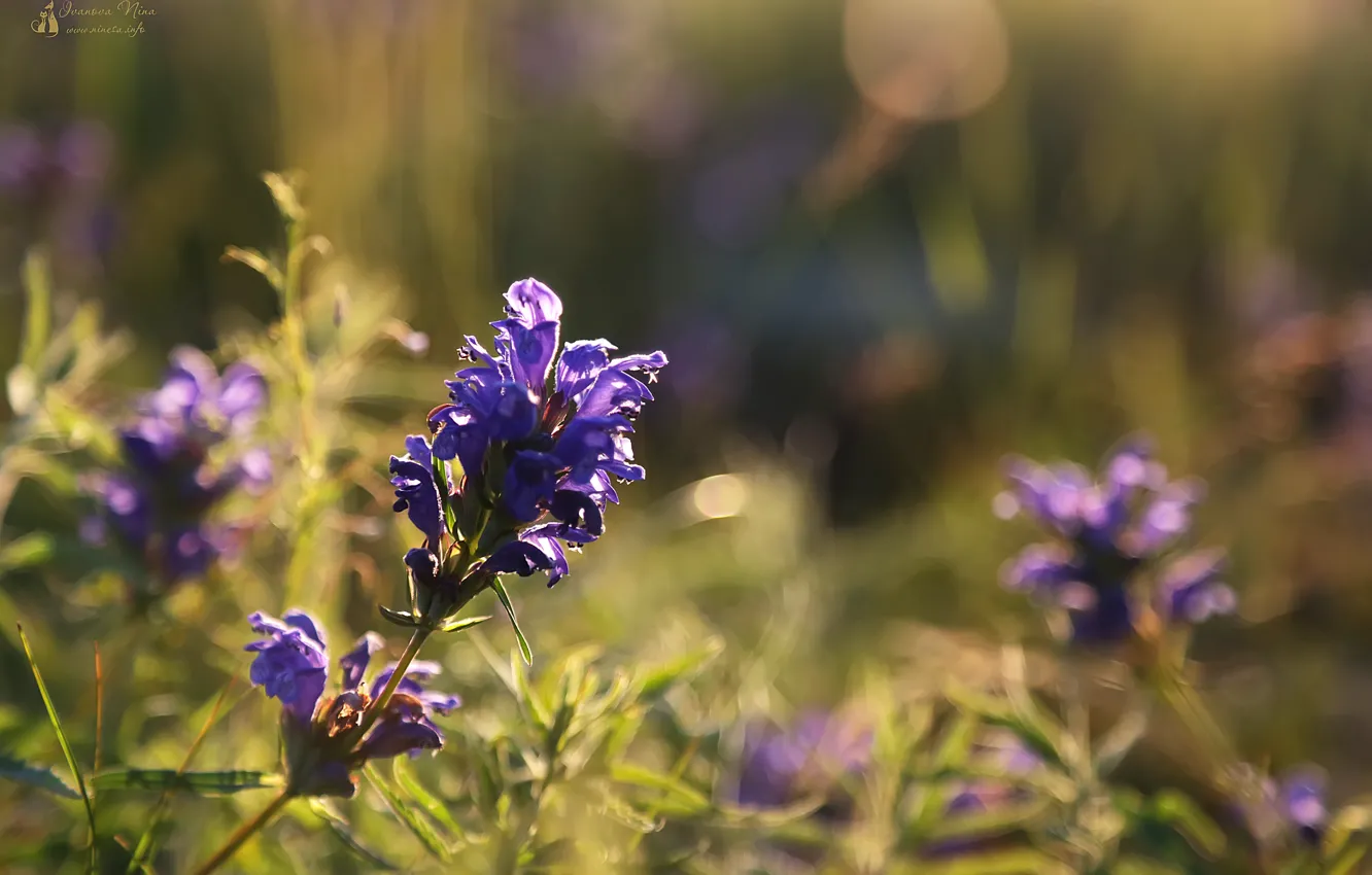 Photo wallpaper landscape, flowers, nature, Karelia
