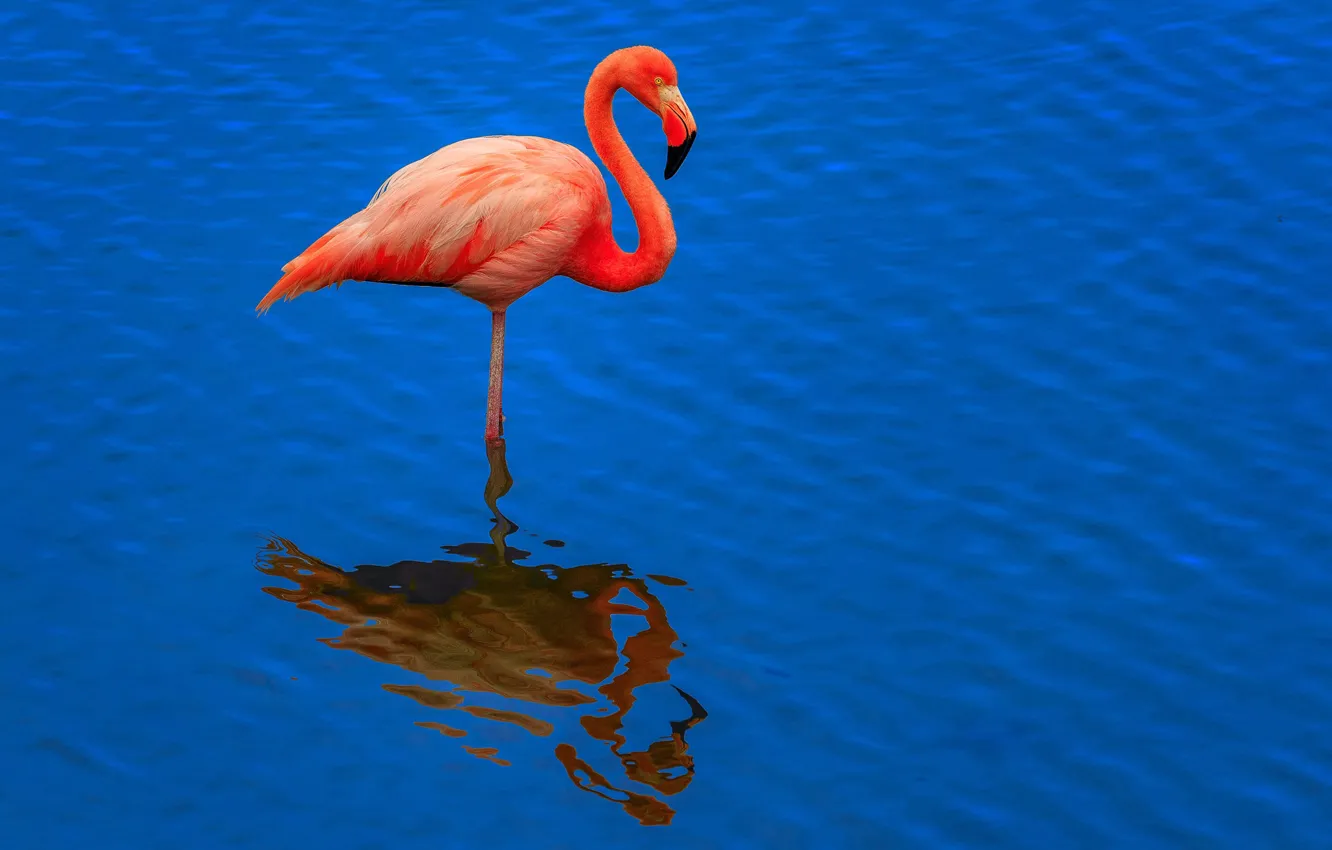 Photo wallpaper water, reflection, bird, ruffle, Flamingo