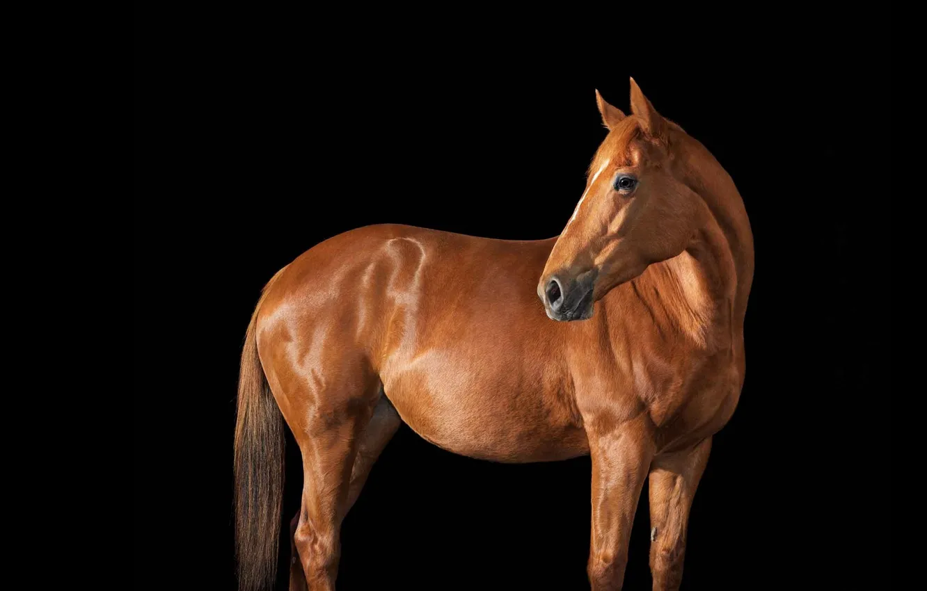 Photo wallpaper photo, horse, horse, black background