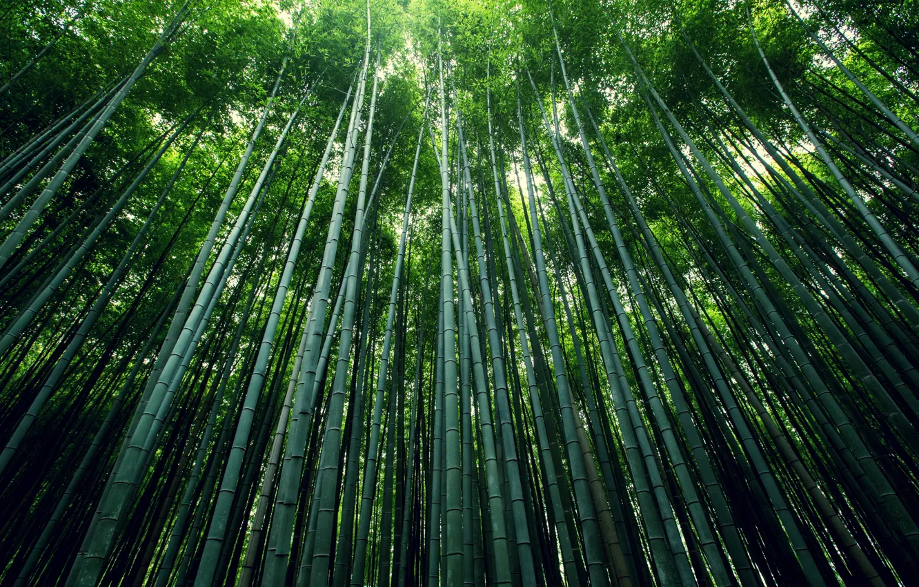 Photo wallpaper forest, foliage, bamboo, stem, grove