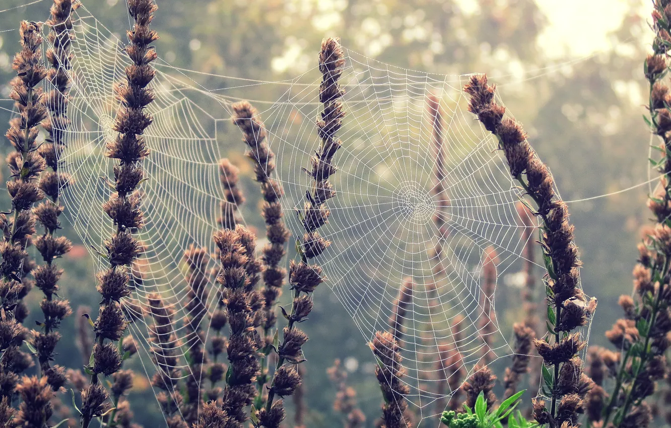 Photo wallpaper macro, flowers, background, widescreen, Wallpaper, plant, web, wallpaper