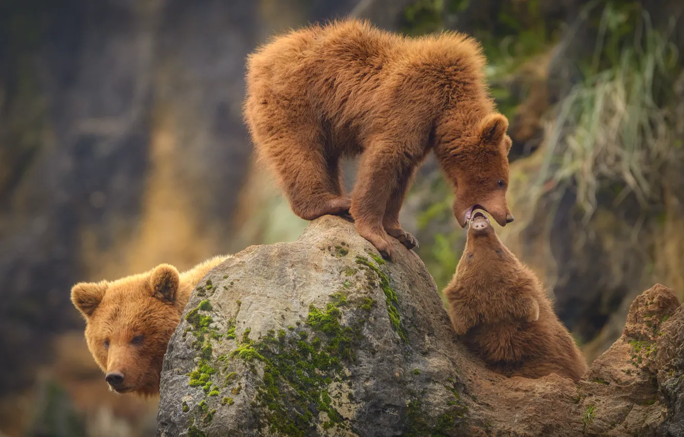 Photo wallpaper stones, bear, bear