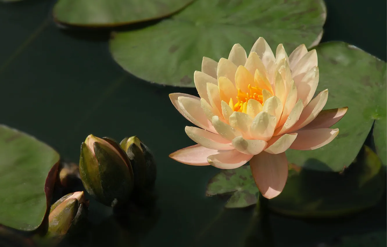 Photo wallpaper petals, buds, Nymphaeum