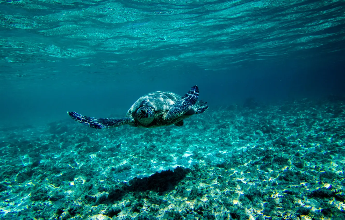 Photo wallpaper sea, blue, turtle, the bottom, underwater world, under water, floats