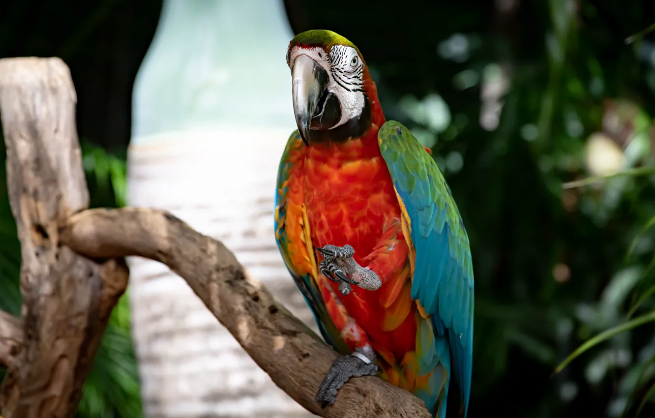 Photo wallpaper look, leaves, the dark background, bird, legs, parrot, claws, sitting