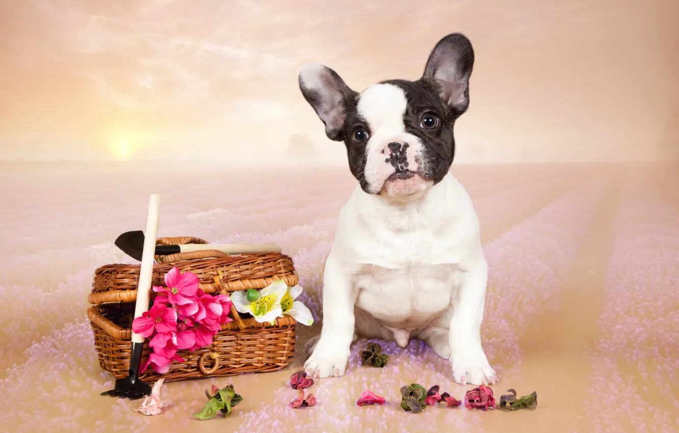Photo wallpaper flowers, puppy, French bulldog