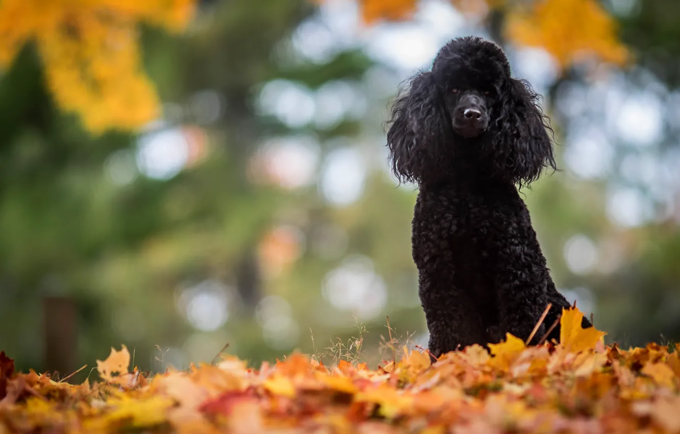 Photo wallpaper look, nature, pose, dog, face, poodle