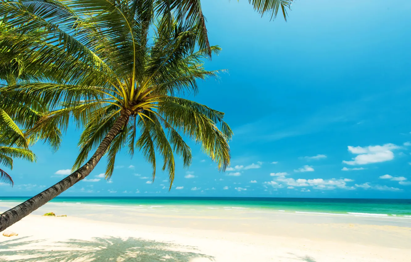 Photo wallpaper sea, beach, the sun, tropics, palm trees