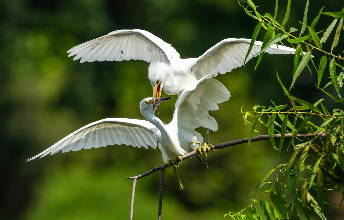 Photo wallpaper nature, bird, pair, Heron